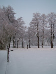 Ons weiland in de winter
